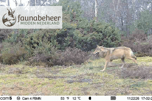 The Wolf's Return: Challenges and Solutions for Livestock Protection