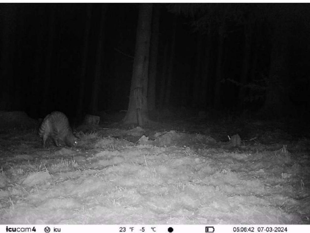 Galt als verschwunden: Europäische Wildkatze von einer ICU CLOM Kamera in der Weststeiermark erwischt