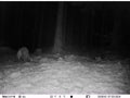 Galt als verschwunden: Europäische Wildkatze von einer ICU CLOM Kamera in der Weststeiermark erwischt