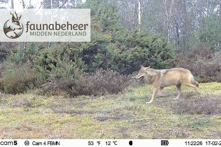 Die Rückkehr des Wolfes: Herausforderungen und Lösungen für den Schutz von Nutztieren