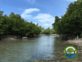 ZAVECO protects mangrove trees with ICU CLOM technology